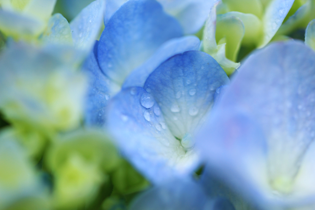 紫陽花　@三室戸寺