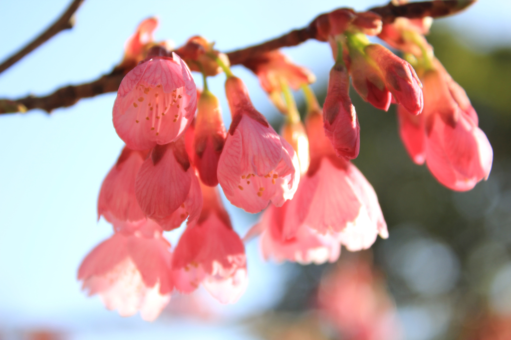 寒緋桜