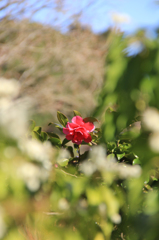 山茶花