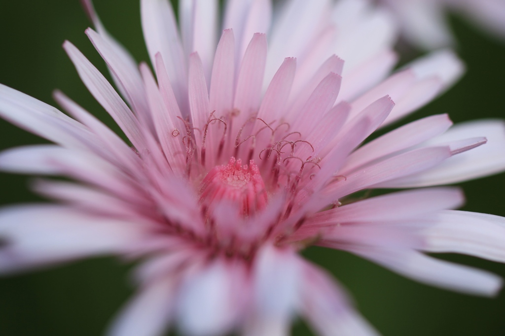 何の花？