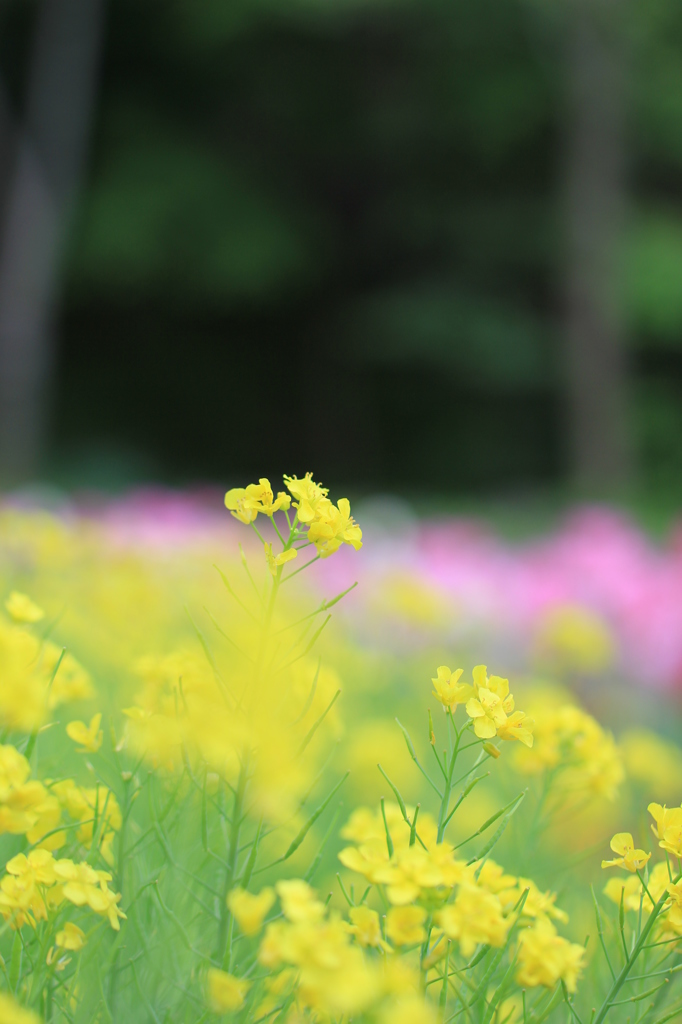 菜の花