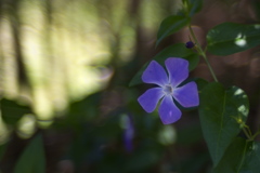 Ai-s 50mm F1.2 改