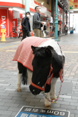 お馬さん