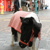 お馬さん
