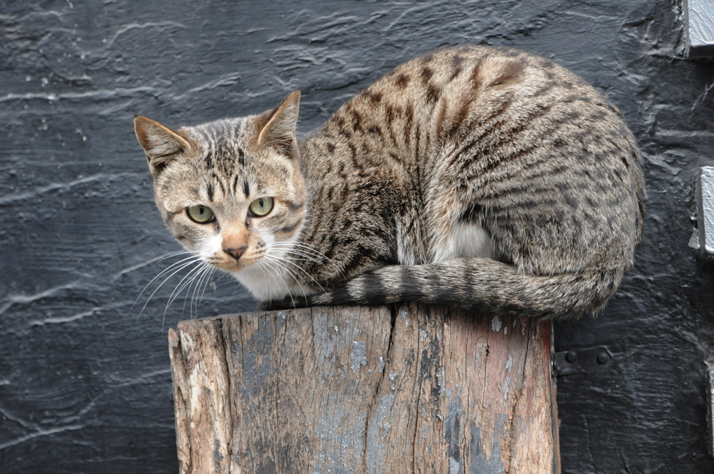 猫