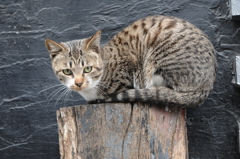 猫