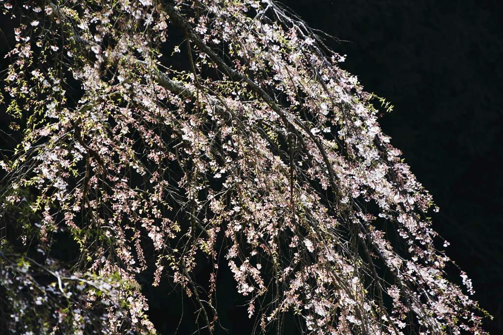 瀧（たき）桜