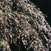 瀧（たき）桜