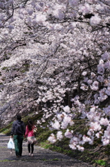 おっ花見 ♪