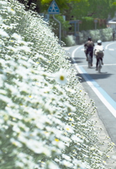 因島のサイクリスト