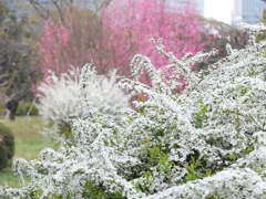 浜離宮恩賜庭園・六義園_3