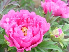 昭和記念公園1_3
