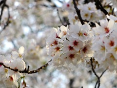 浜離宮恩賜庭園・六義園_5