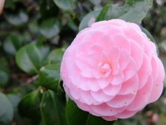 浜離宮恩賜庭園・六義園_4