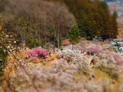 吉野梅郷梅まつり_6
