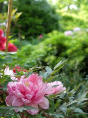 昭和記念公園1_1