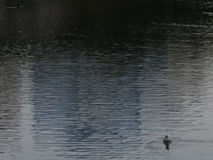 浜離宮恩賜庭園・六義園_7