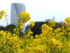 浜離宮恩賜庭園・六義園_1