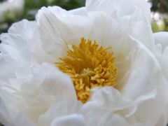 昭和記念公園1_2