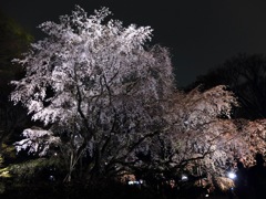浜離宮恩賜庭園・六義園_8