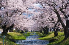 観音寺川の桜並木