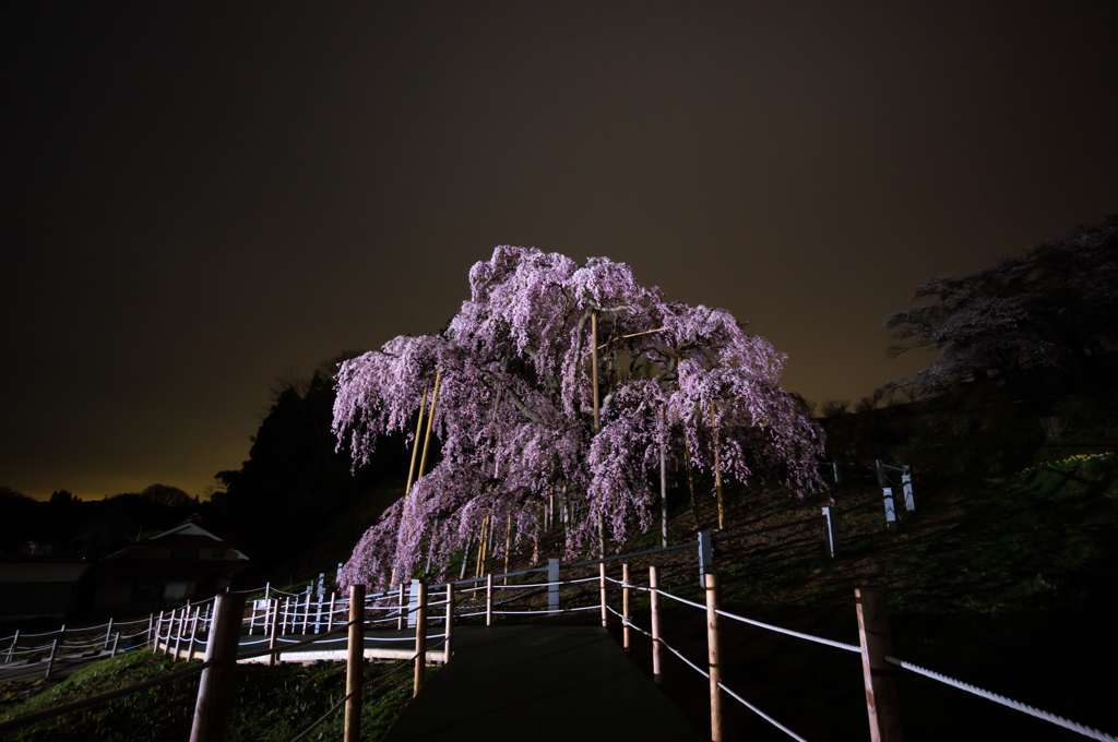 三春滝桜 