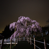 三春滝桜 