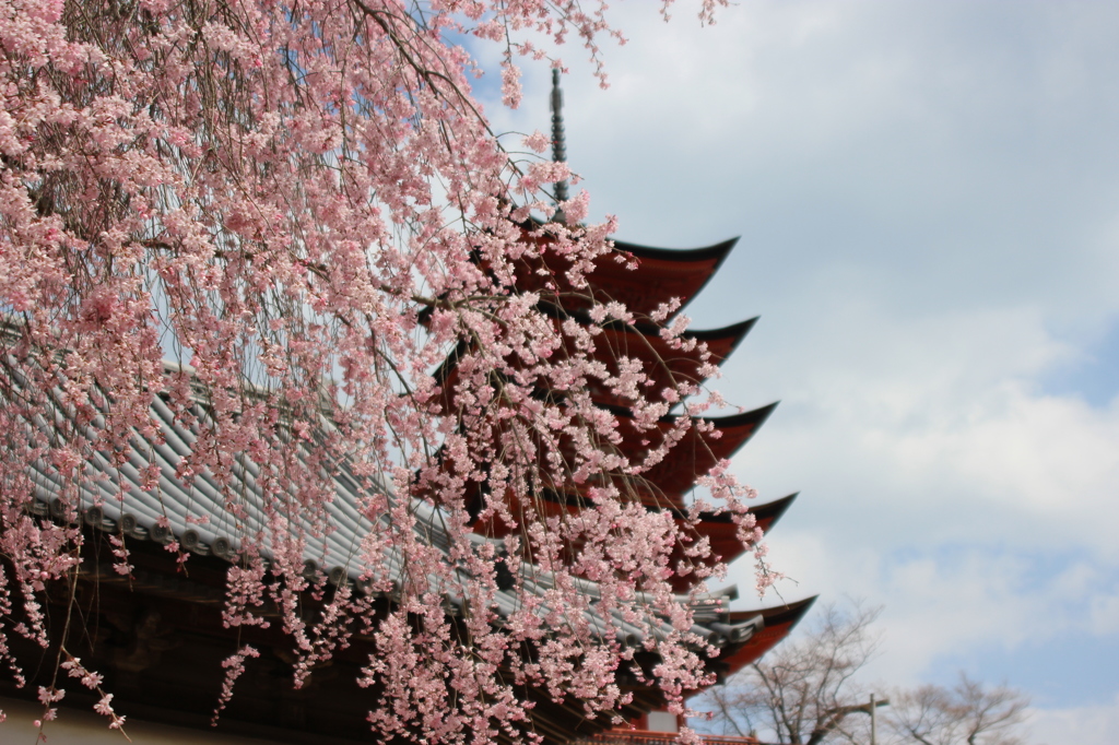 宮島の桜