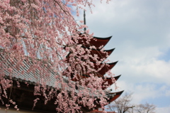 宮島の桜