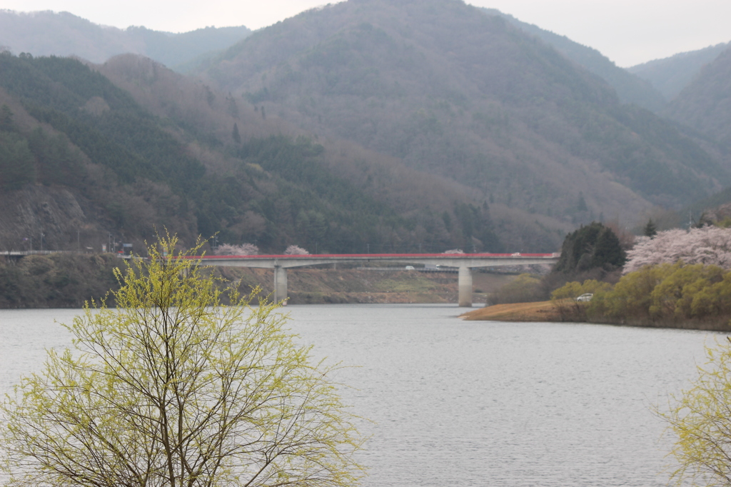 土師ダムの桜