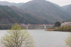 土師ダムの桜
