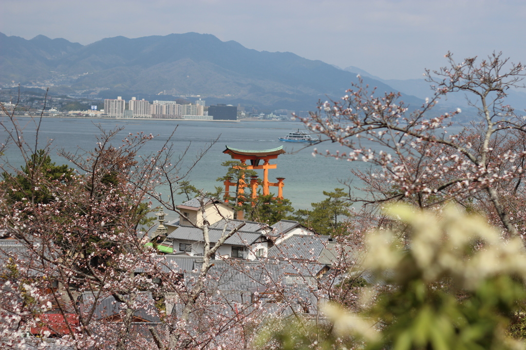 宮島の桜と大鳥居