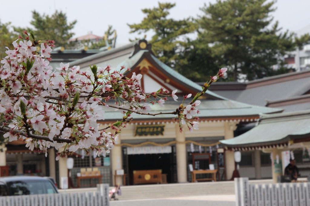広島護国神社と桜