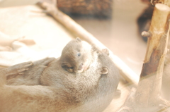 カワウソ劇場： 1) うっ！