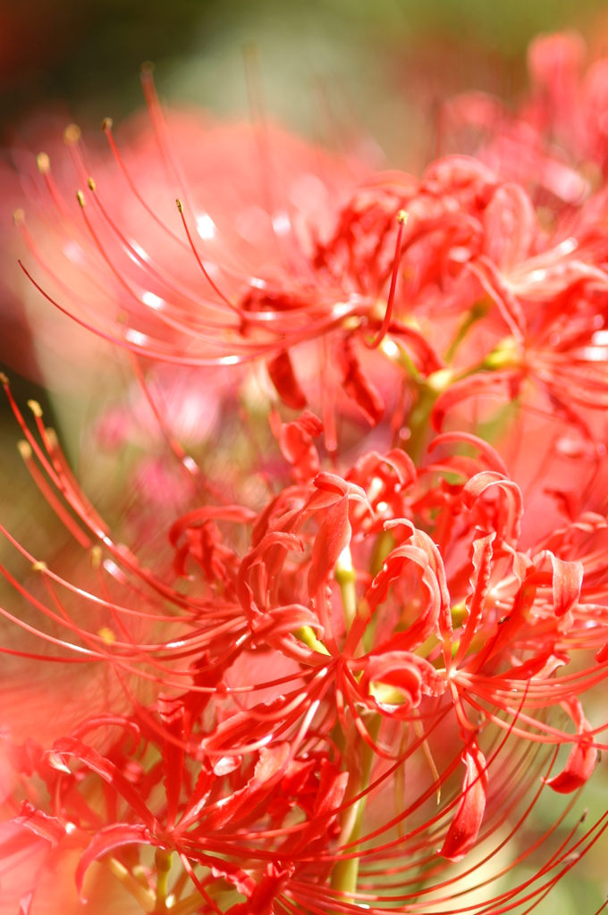 紅の誘惑