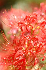 紅の誘惑