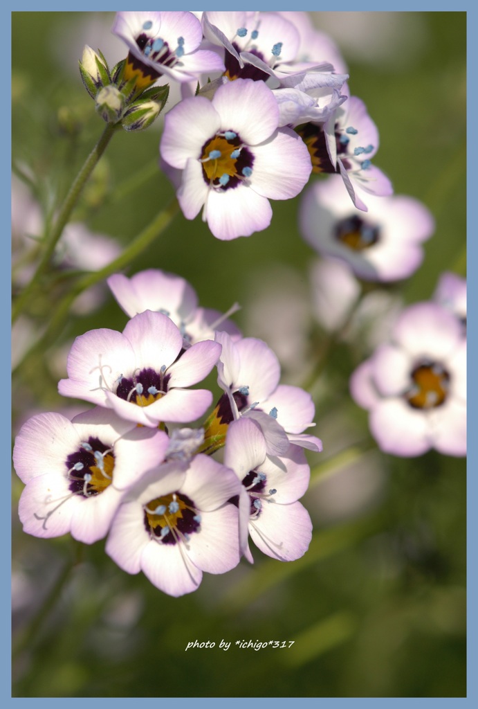 不思議な色合いの花 A