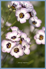 不思議な色合いの花 A