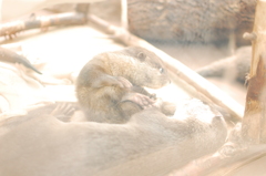 カワウソ劇場： 2) 仕返しだ！