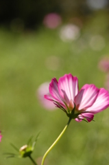 ～薄紅の秋桜～