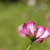 ～薄紅の秋桜～