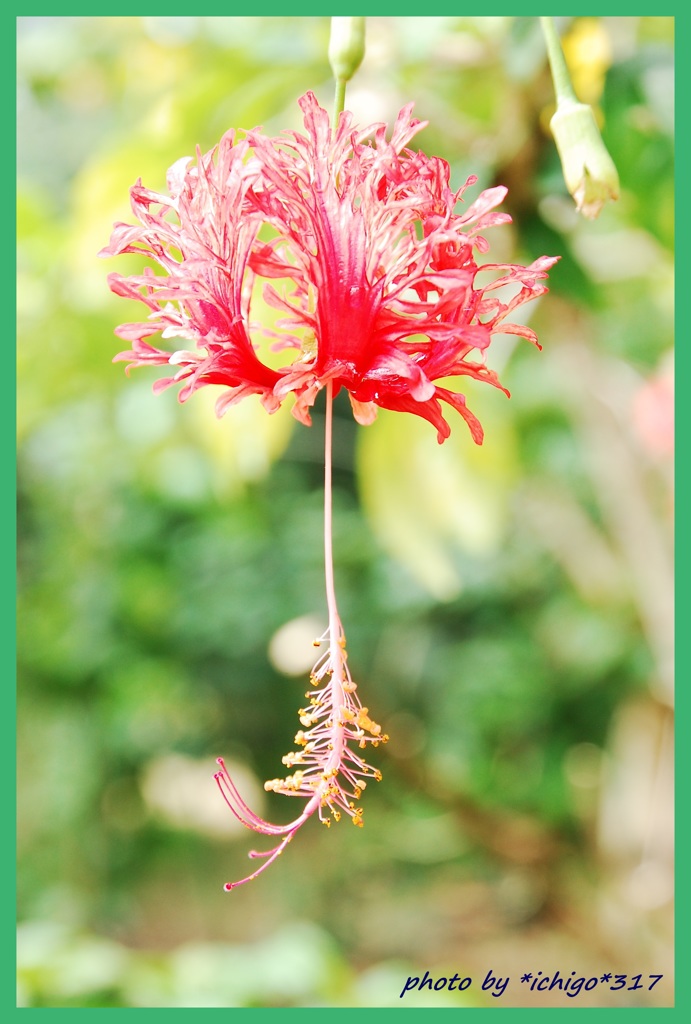 ～手持ち花火～