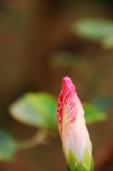 蕾