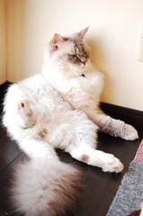 ちょっとだけよ～