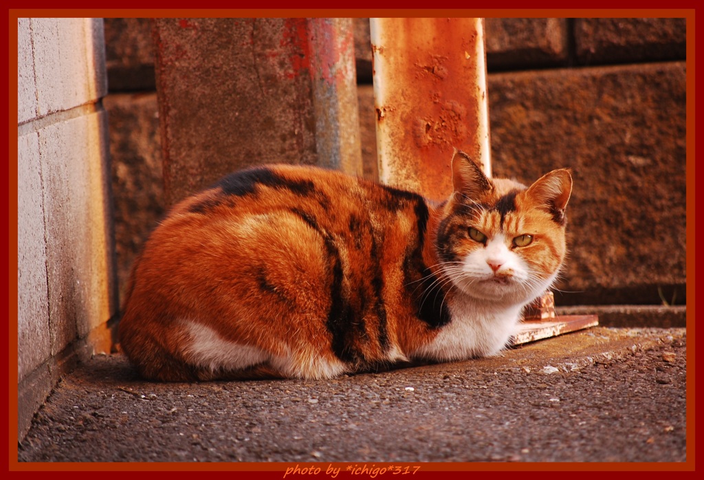 ～2014 初め猫さん～
