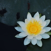 蓮