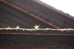 春もみじ
