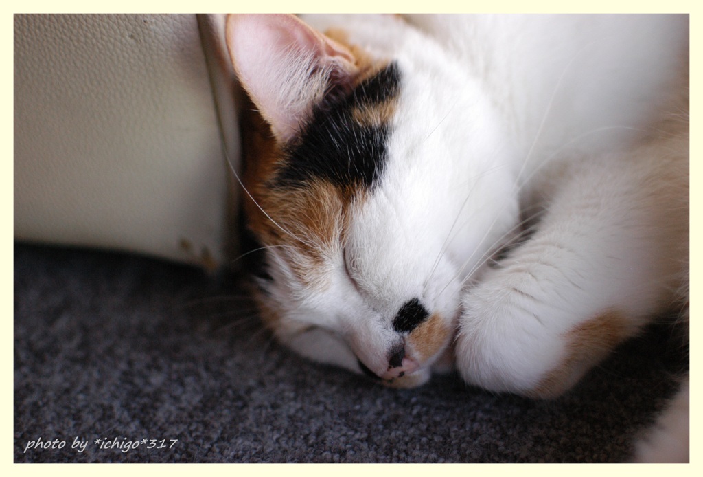 目覚ましをかけないで眠れる幸せ♪