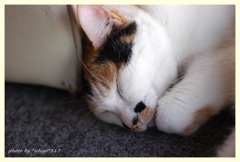 目覚ましをかけないで眠れる幸せ♪