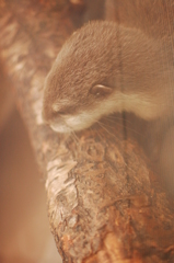 カワウソ劇場： 3) 疲れた・・・